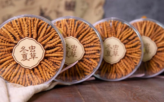 把握黃金時段！冬蟲夏草在這些時候吃效果更佳