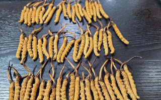 野生冬蟲夏草泡酒比例詳解：掌握黃金配比，泡出滋補好酒