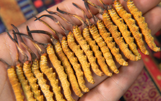 新鮮冬蟲(chóng)夏草能泡酒嗎？掌握3個(gè)關(guān)鍵，滋補(bǔ)不踩雷