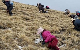 冬蟲夏草采挖看月份！4-7月各產(chǎn)區(qū)差異大，5-6月是“黃金窗口”