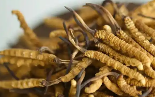 冬蟲夏草采摘季指南：找準黃金時段，鎖住蟲草精華