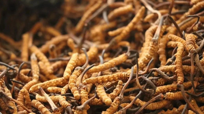 鮮冬蟲夏草有保質(zhì)期嗎？儲存方式與時效全解析