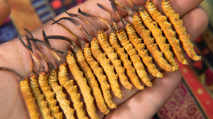 冬蟲夏草怎么辨別真假？4 大維度 + 避坑指南