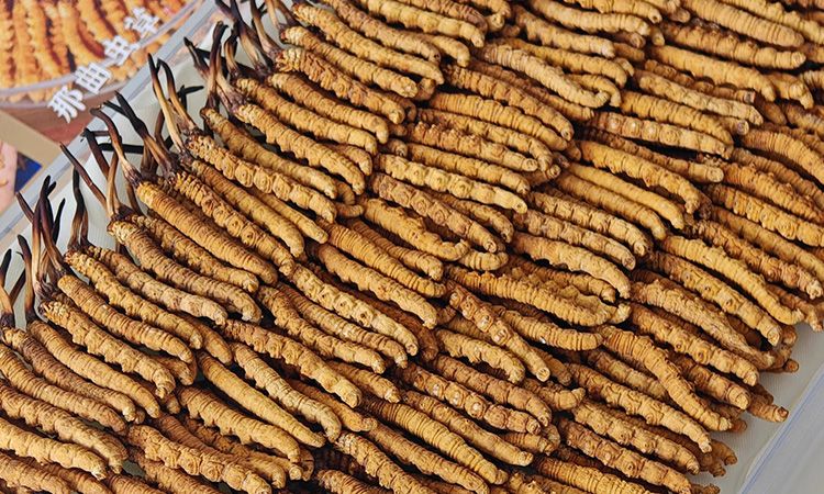 斷的冬蟲夏草：效果是否打折？科學解讀與實用建議