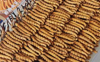 斷的冬蟲夏草：效果是否打折？科學解讀與實用建議