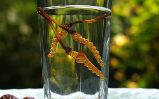 鎖陽冬蟲夏草泡酒：配伍原理、制作方法與飲用規(guī)范