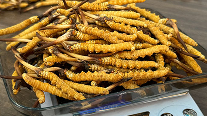 新鮮冬蟲夏草一次吃幾根？科學(xué)用量指南來了?