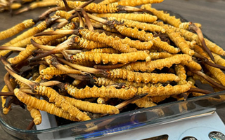 新鮮冬蟲夏草一次吃幾根？科學(xué)用量指南來了?