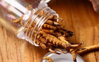 冬蟲夏草多少錢一條？2025 年單條價格換算與選購攻略