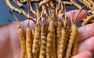 真假冬蟲夏草怎么辨別？5 個實用方法 + 避坑指南