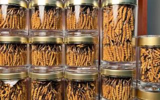 正宗冬蟲夏草能 “治” 哪些??？科學(xué)認知其輔助調(diào)理作用