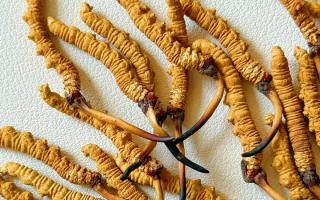 冬蟲夏草用什么鍋燉好？3 類優(yōu)質(zhì)鍋具 + 避坑指南