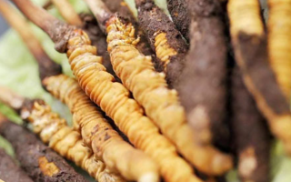 鮮冬蟲夏草哪里產(chǎn)地好些？三大黃金產(chǎn)區(qū)品質(zhì)解析