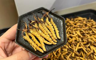 冬蟲夏草可以煲骨頭嗎？當(dāng)然可以！這樣做營(yíng)養(yǎng)翻倍