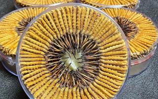 冬蟲夏草一斤價格多少？2025 年行情揭秘，差價竟達數(shù)十倍