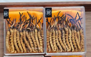 冬蟲夏草現(xiàn)在多少錢一克？2025 年克價(jià)揭秘，差價(jià)達(dá) 5 倍