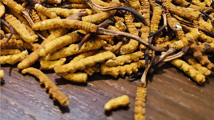 2025 年干<a href=http://m.the-space-invaders-movie.com/jiage/ target=_blank class=infotextkey>冬蟲(chóng)夏草價(jià)格</a>指南 