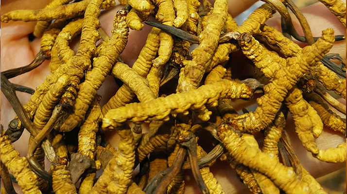 長(zhǎng)期喝冬蟲夏草有危害嗎 