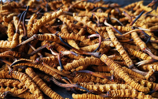 冬蟲夏草多長時間形成一根？自然孕育與人工培育的周期密碼