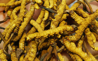 長(zhǎng)期喝冬蟲夏草有危害嗎？認(rèn)清風(fēng)險(xiǎn)與安全邊界