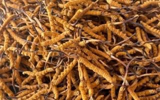 冬蟲夏草專業(yè)存放指南：這樣存，品質(zhì)不打折