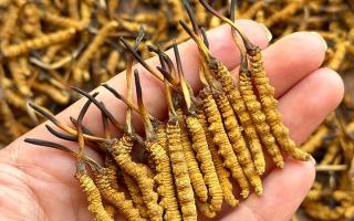 冬蟲夏草專家詳解：不同形態(tài)蟲草的保存方法與時限，避免營養(yǎng)白白流失