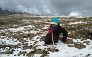 冬蟲夏草專家解讀：哪里的冬蟲夏草品質(zhì)最優(yōu)？