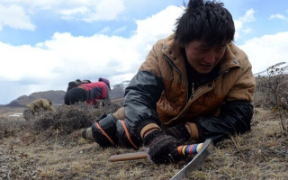 那曲挖草人阿旺的蟲草采摘時間表：跟著草原節(jié)氣走，不錯過每根好蟲草