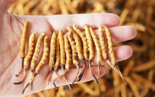 為啥說頭期冬蟲夏草品質(zhì)最好？掰開揉碎給你講