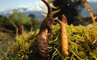 野生冬蟲夏草長什么樣？我跟你嘮嘮