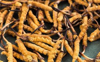 燉了二十年蟲(chóng)草湯，這口感我太熟了，跟你細(xì)細(xì)說(shuō)