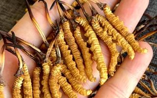 冬蟲(chóng)夏草含水量：多少才合適？