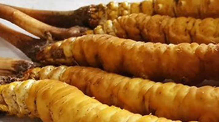 鮮冬蟲夏草可以用水洗嗎？