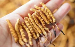 東強(qiáng)堂科普：3克冬蟲夏草是幾根？那曲源頭品牌教你精準(zhǔn)換算