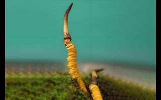  雪山冬蟲夏草的生長周期是多久？