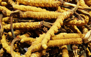 雪域珍品，大器天成！東強堂最大新鮮那曲冬蟲夏草，解鎖巔峰滋養(yǎng)